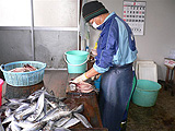 砂浜と地魚の美味しい民宿旅館　山中荘